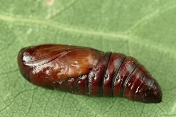 Griposia aprilina imago