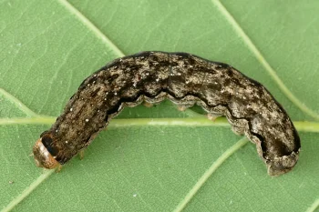 Griposia aprilina larva