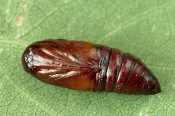 Griposia aprilina pupa
