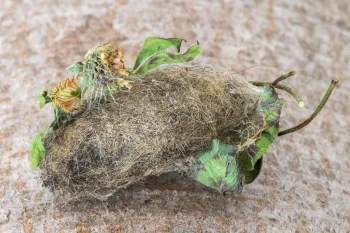 Gynaephora fascelina imago