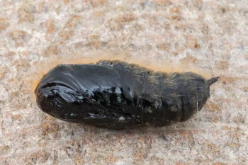 Gynaephora fascelina pupa
