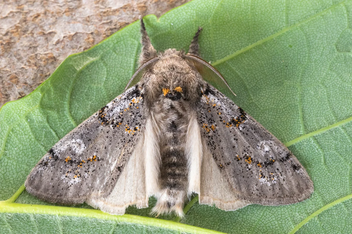 Gynaephora fascelina imago