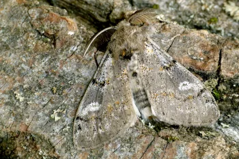 Gynaephora fascelina imago