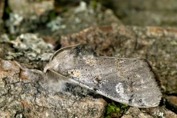 Gynaephora fascelina imago