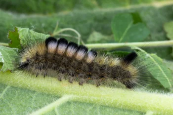 Gynaephora fascelina larva