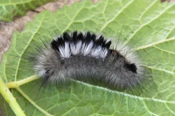 Gynaephora fascelina larva