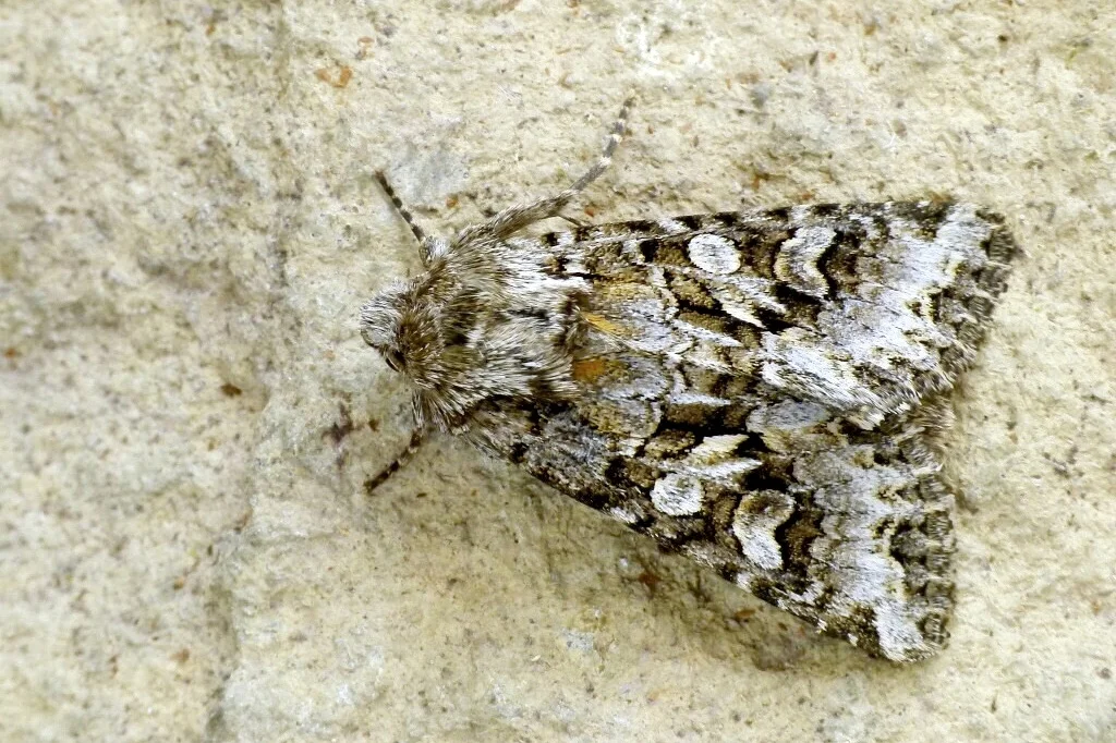 Hada plebeja imago