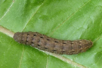 Hada plebeja larva
