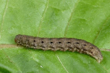 Hada plebeja larva