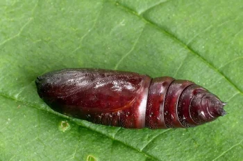 Hada plebeja pupa