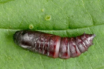Hada plebeja larva