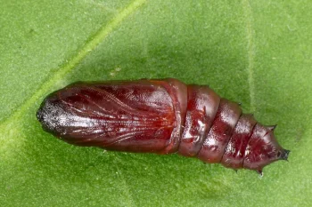 Hada plebeja pupa