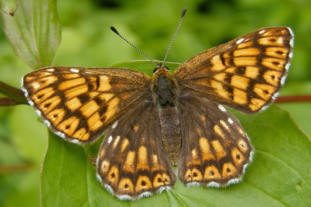 Hamearis lucina imago