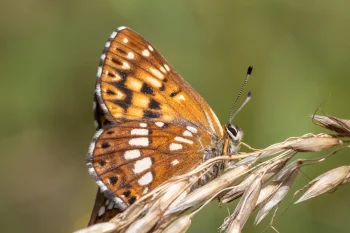 Hamearis lucina imago