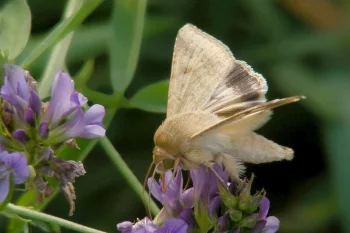 Helicoverpa armigera imago