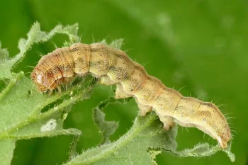 Helicoverpa armigera larva