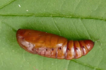 Helicoverpa armigera pupa