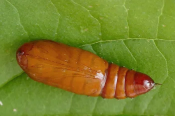 Helicoverpa armigera pupa