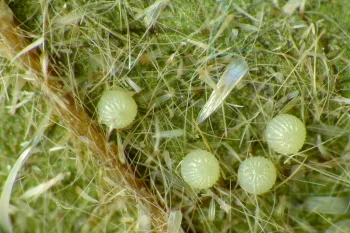 Helicoverpa armigera ova
