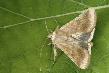 Helicoverpa armigera imago