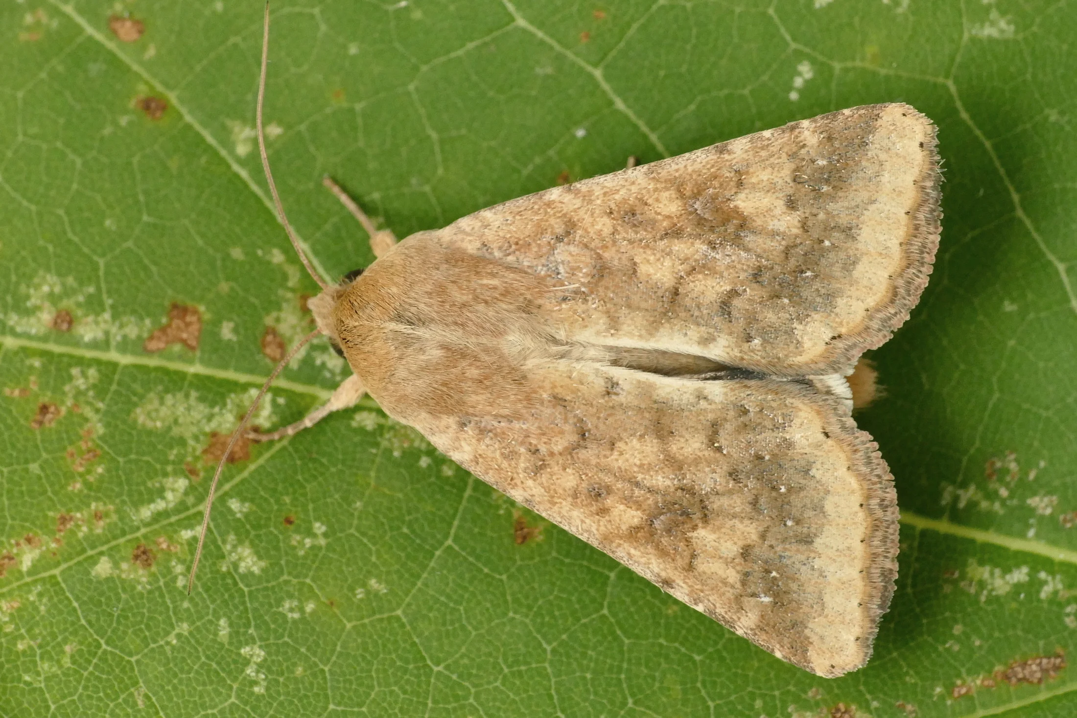 Helicoverpa armigera imago