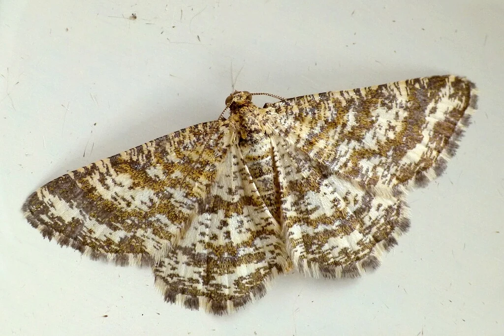 Heliomata glarearia