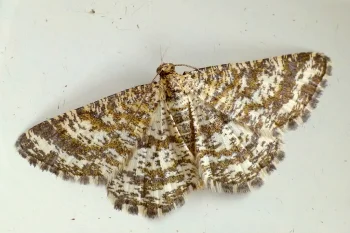 Heliomata glarearia