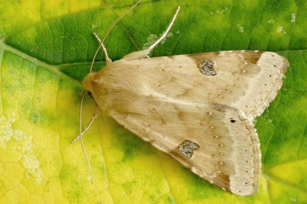 Heliothis peltigera imago