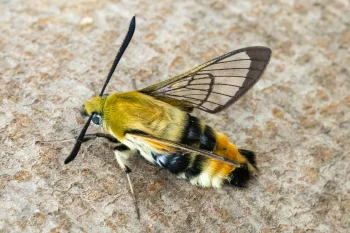 Hemaris tityus imago