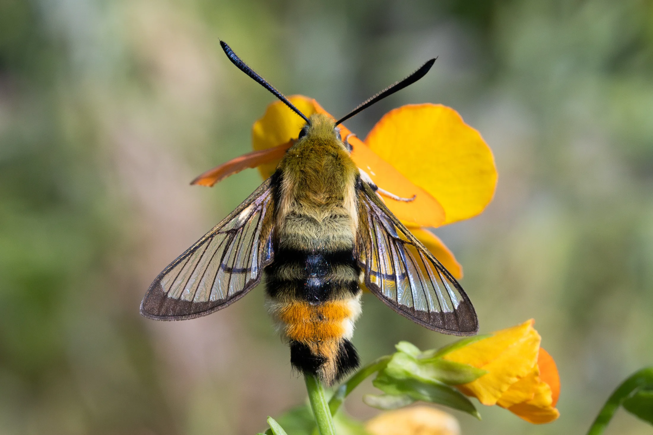 Hemaris tityus imago