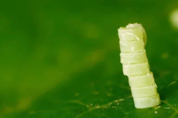 Hemistola chrysoprasaria ova