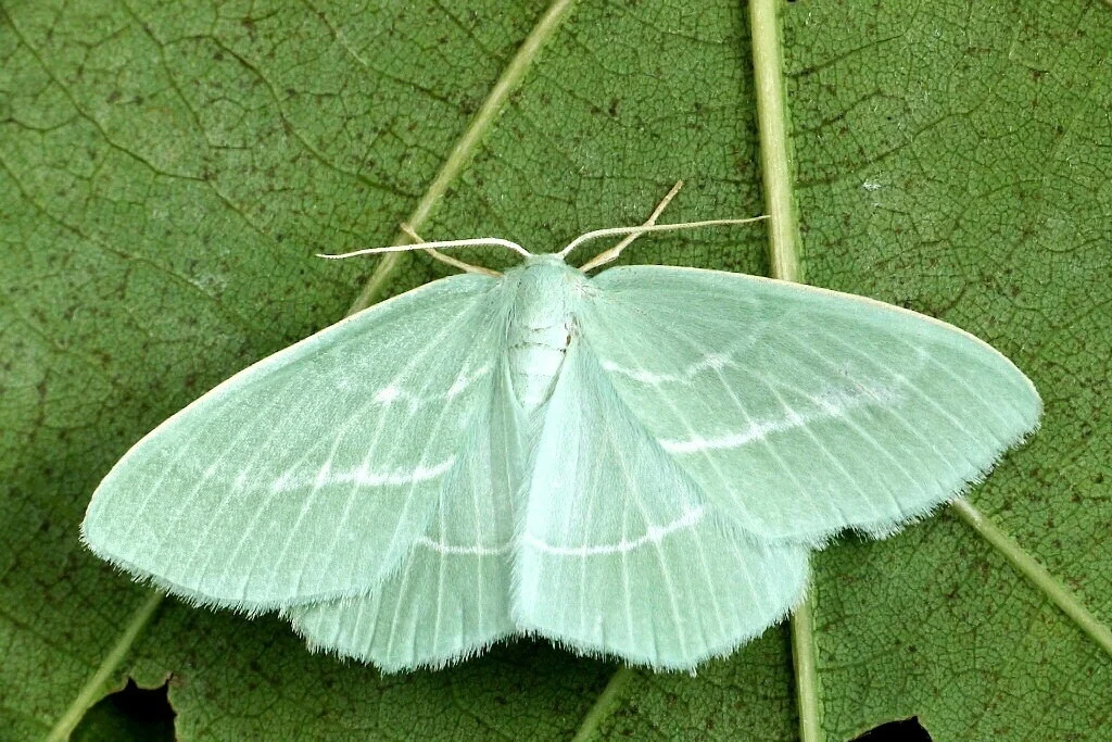 Hemistola chrysoprasaria imago