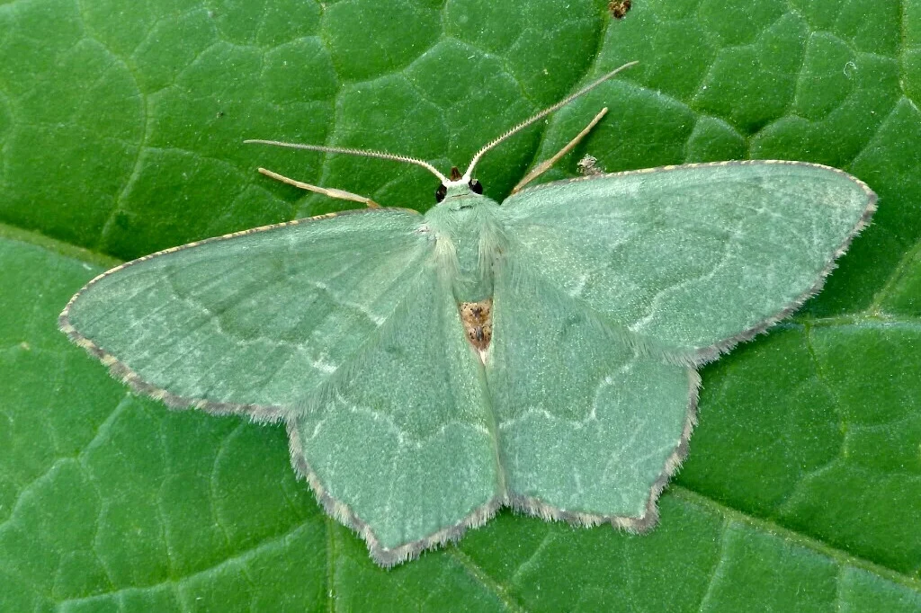 Hemithea aestivaria imago