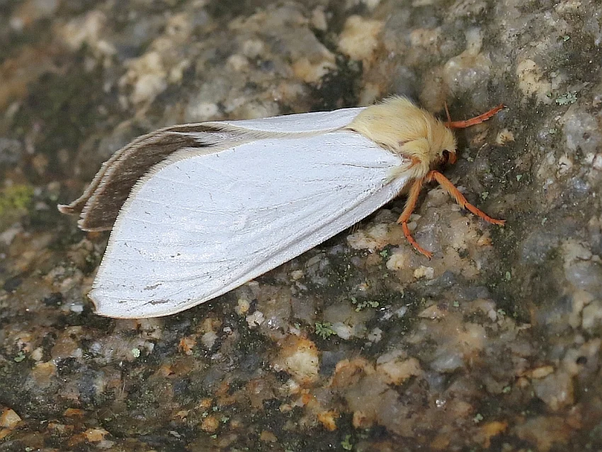 Hepialus humuli imago