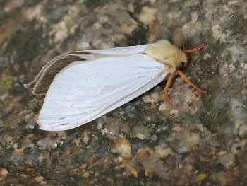 Hepialus humuli imago