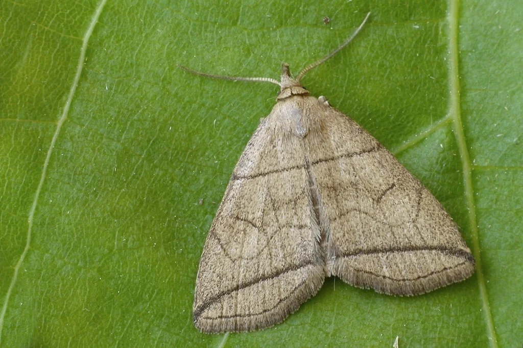 Herminia grisealis imago