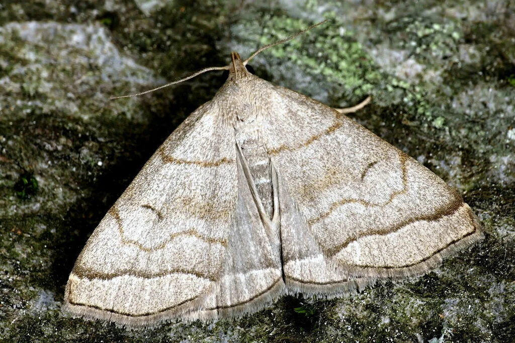 Herminia tarsicrinalis imago