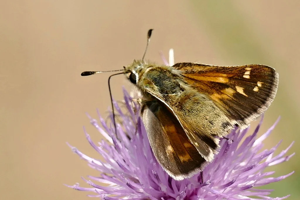 Hesperia comma imago
