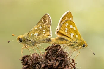 Hesperia comma par