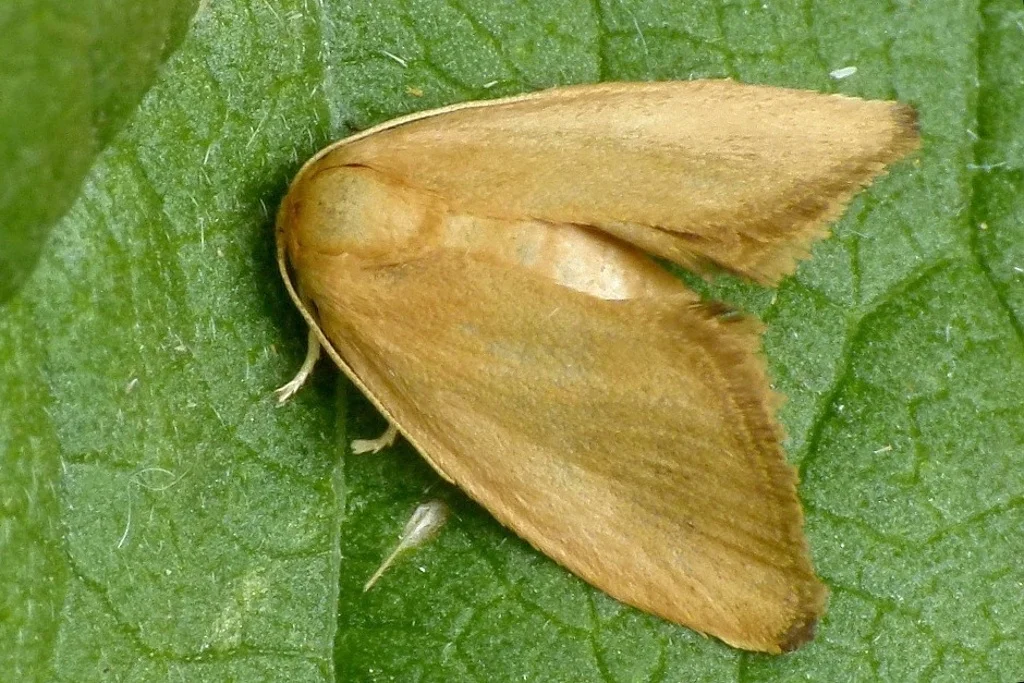 Heterogenea asella imago