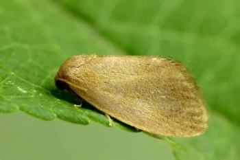 Heterogenea asella imago