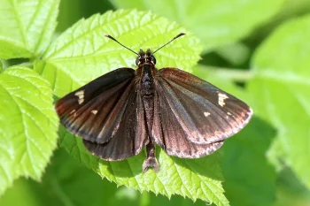 Heteropterus morpheus imago