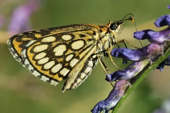 Heteropterus morpheus imago