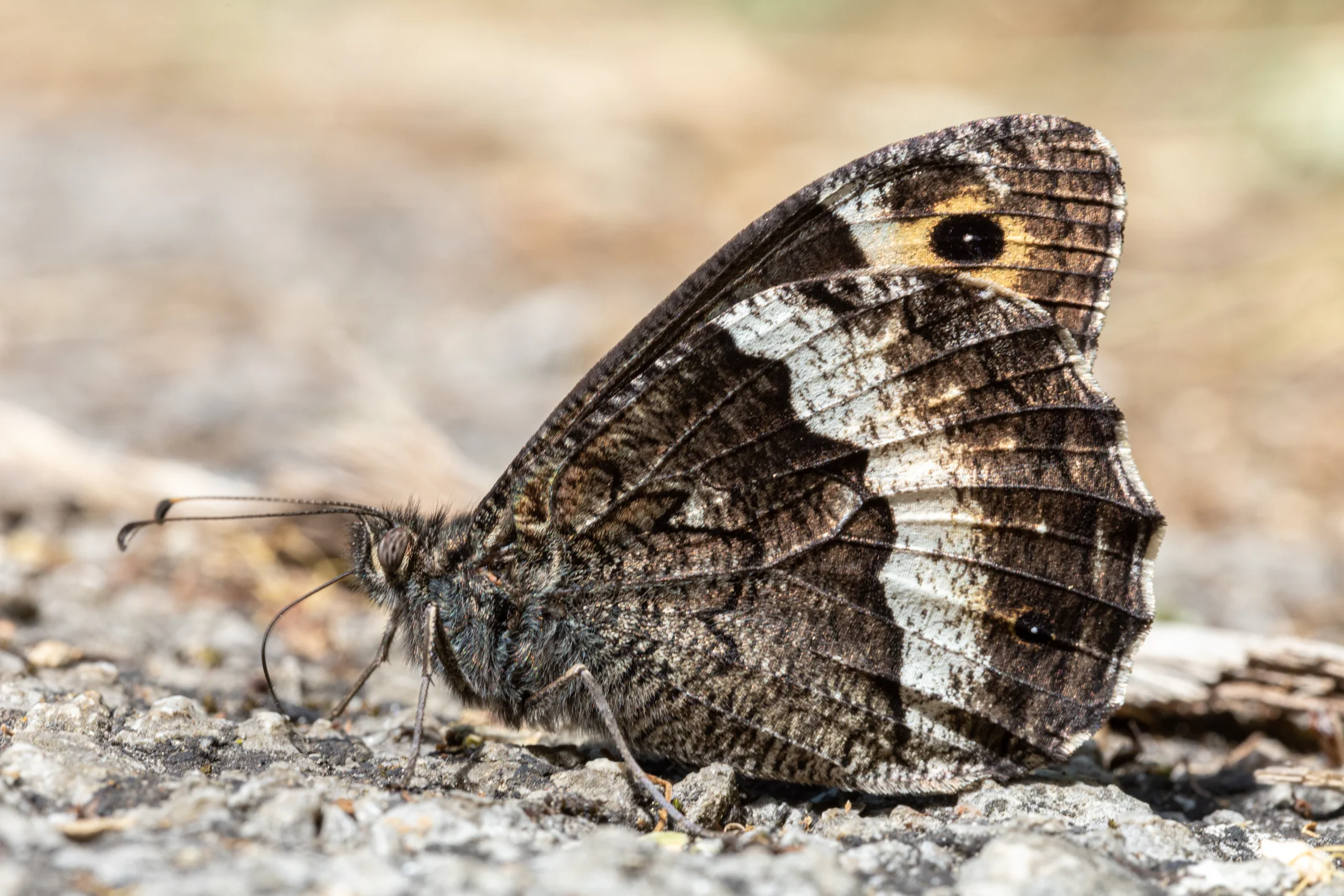Hipparchia fagi imago