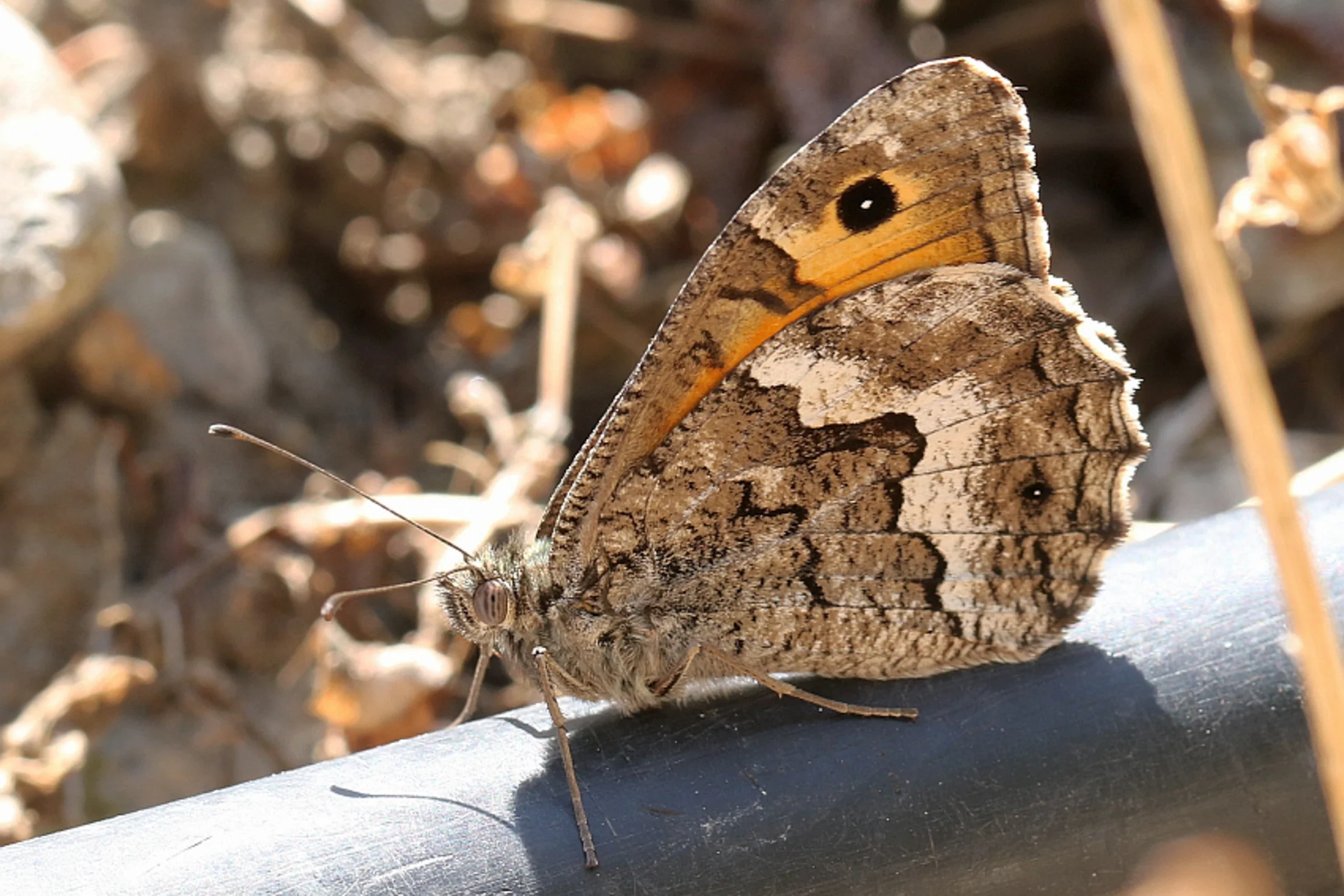 Hipparchia alcyone imago