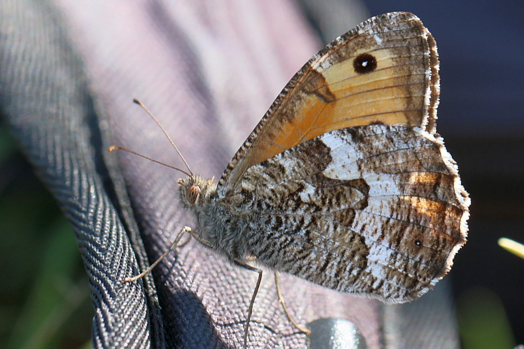 Hipparchia semele imago
