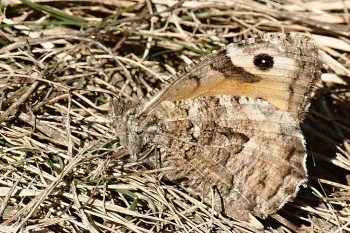 Hipparchia semele imago