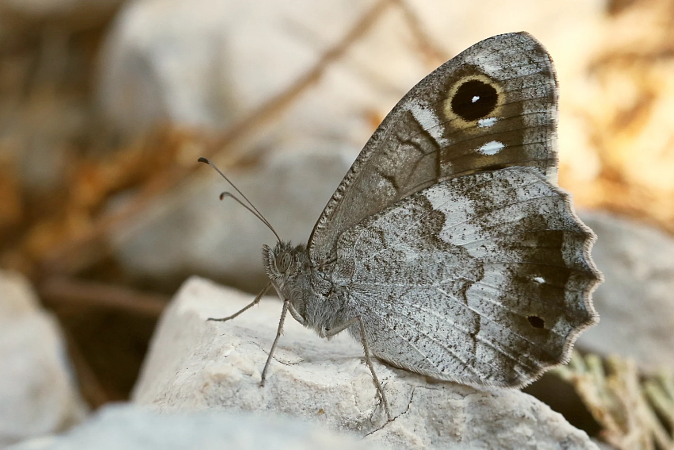 Hipparchia statilinus imago