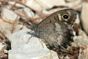 Hipparchia statilinus imago