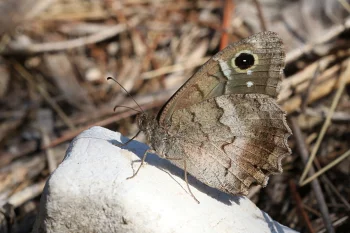 Hipparchia statilinus imago